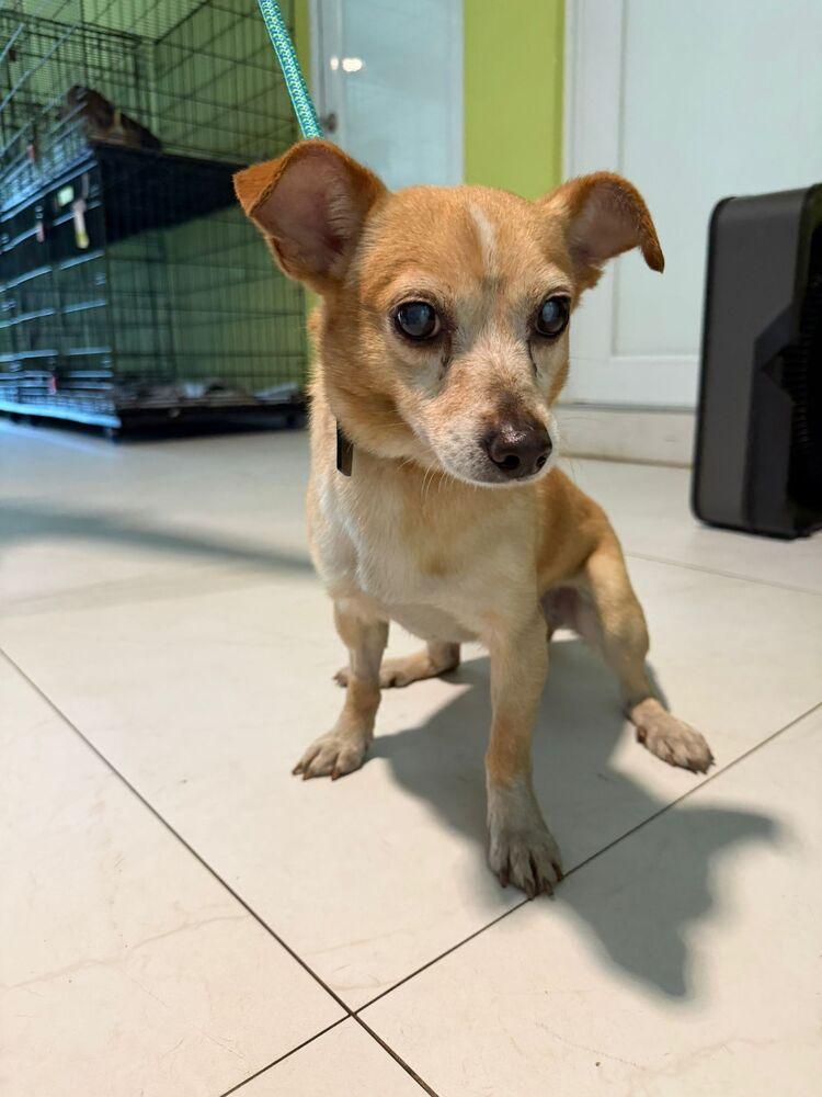 Enlarge Columbus, a Adoptable mixed breed in Manhattan, NY image 1/2