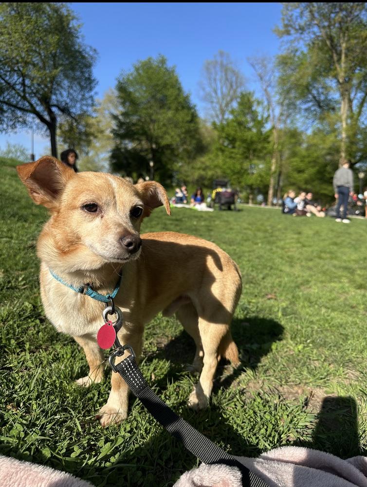 Enlarge Columbus, a Adoptable mixed breed in Manhattan, NY image 2/2