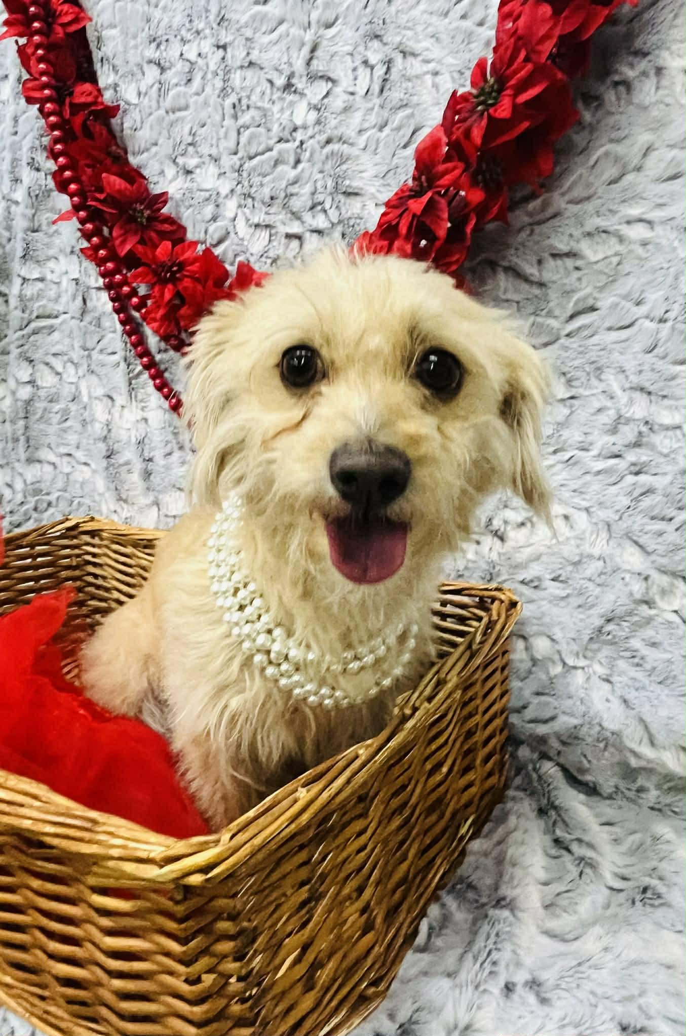 Sweet Pea, Adoptable, Adult Female Yorkshire Terrier & Terrier.