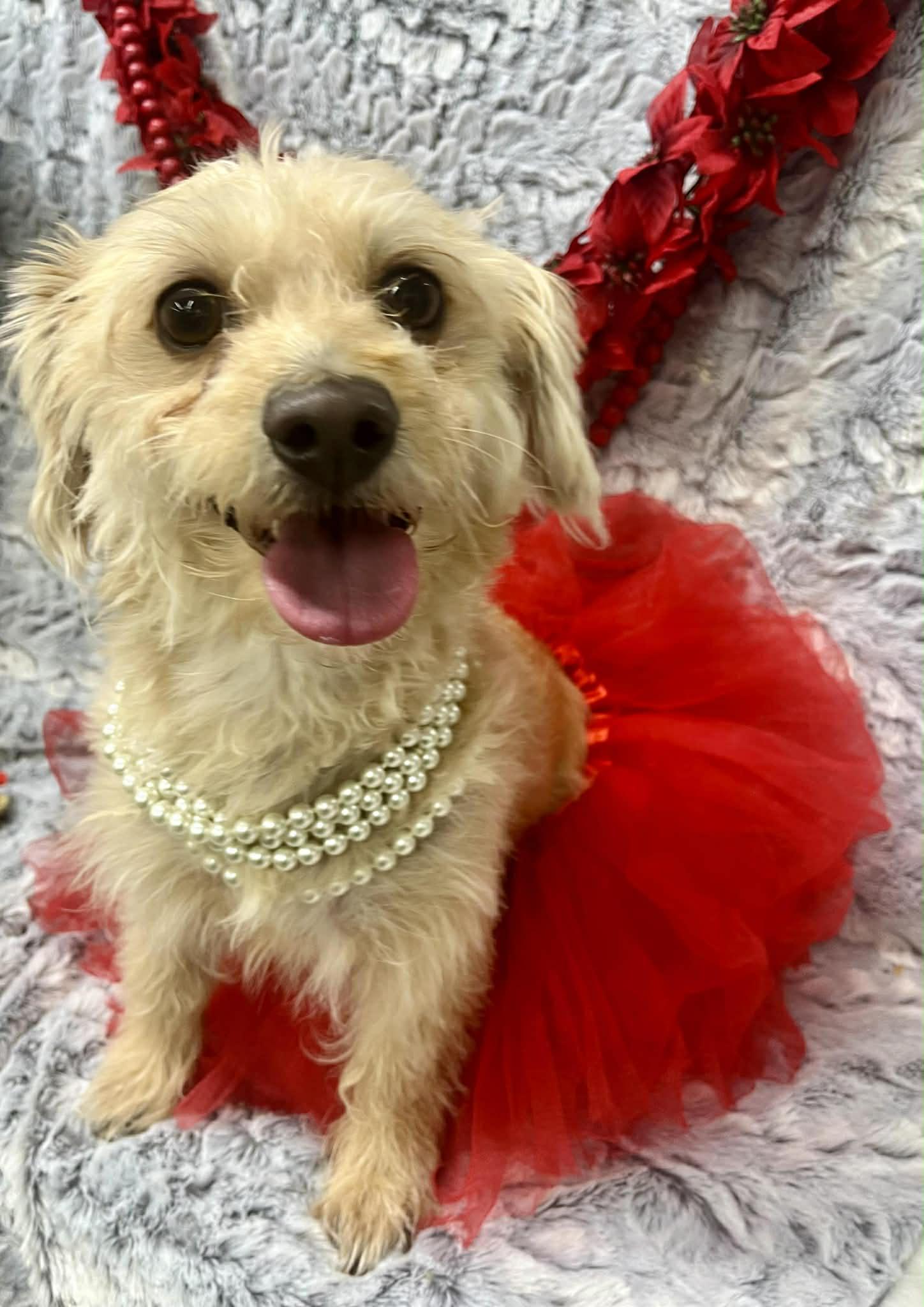 Enlarge Sweet Pea, a Adoptable mixed breed in Hartford, CT image 2/3