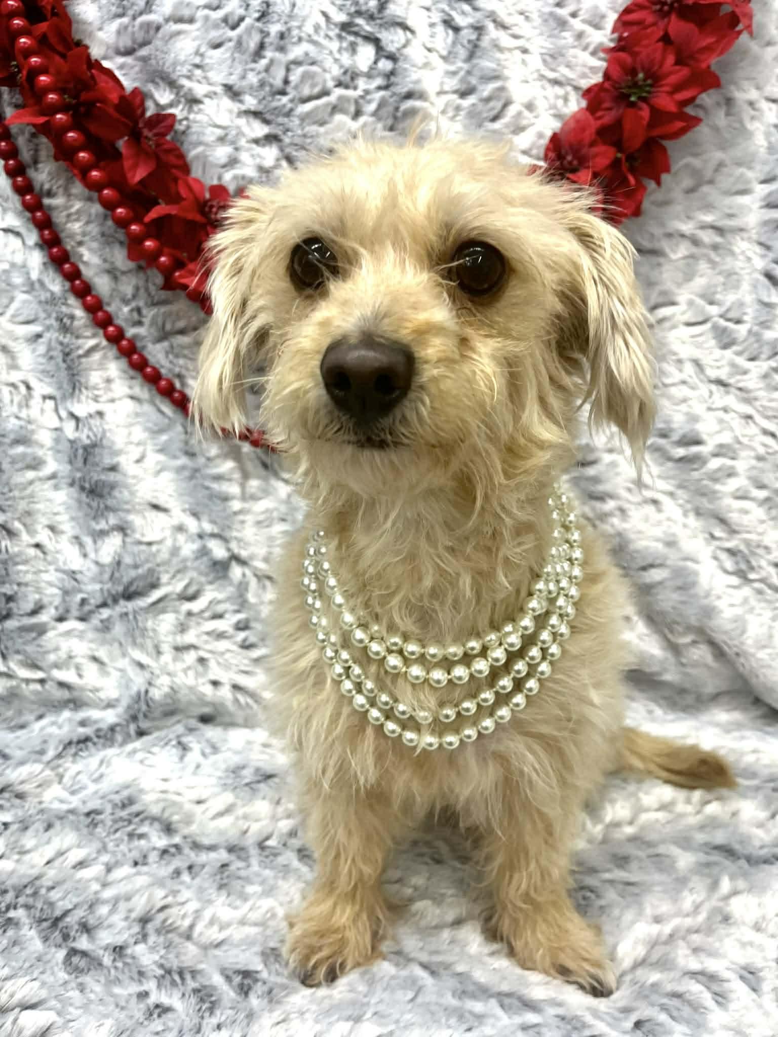 Enlarge Sweet Pea, a Adoptable mixed breed in Hartford, CT image 3/3