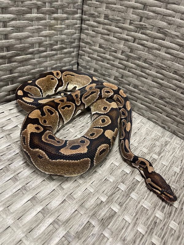 Apollo, Young Male unknown