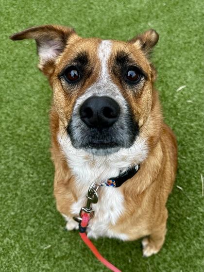 Ranger, Adoptable, Adult Male Mixed Breed & Mixed Breed.