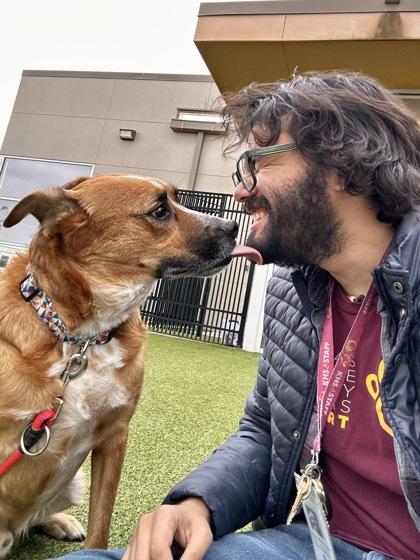 Enlarge Ranger, a Adoptable mixed breed in Wichita, KS image 3/3