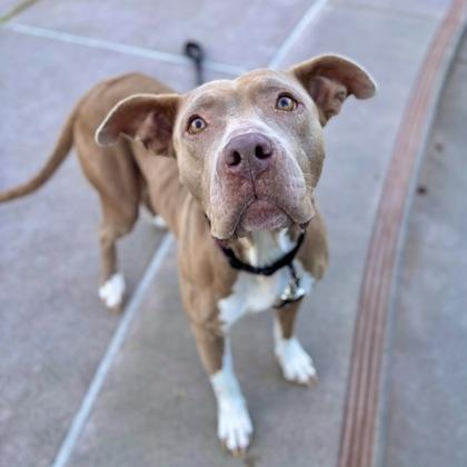 Honey, Adoptable, Adult Female Pit Bull Terrier & Mixed Breed.