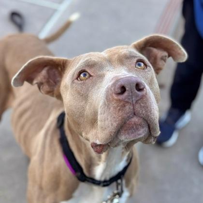 Enlarge Honey, a Adoptable mixed breed in San Francisco, CA image 2/3