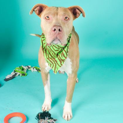 Enlarge Honey, a Adoptable mixed breed in San Francisco, CA image 3/3