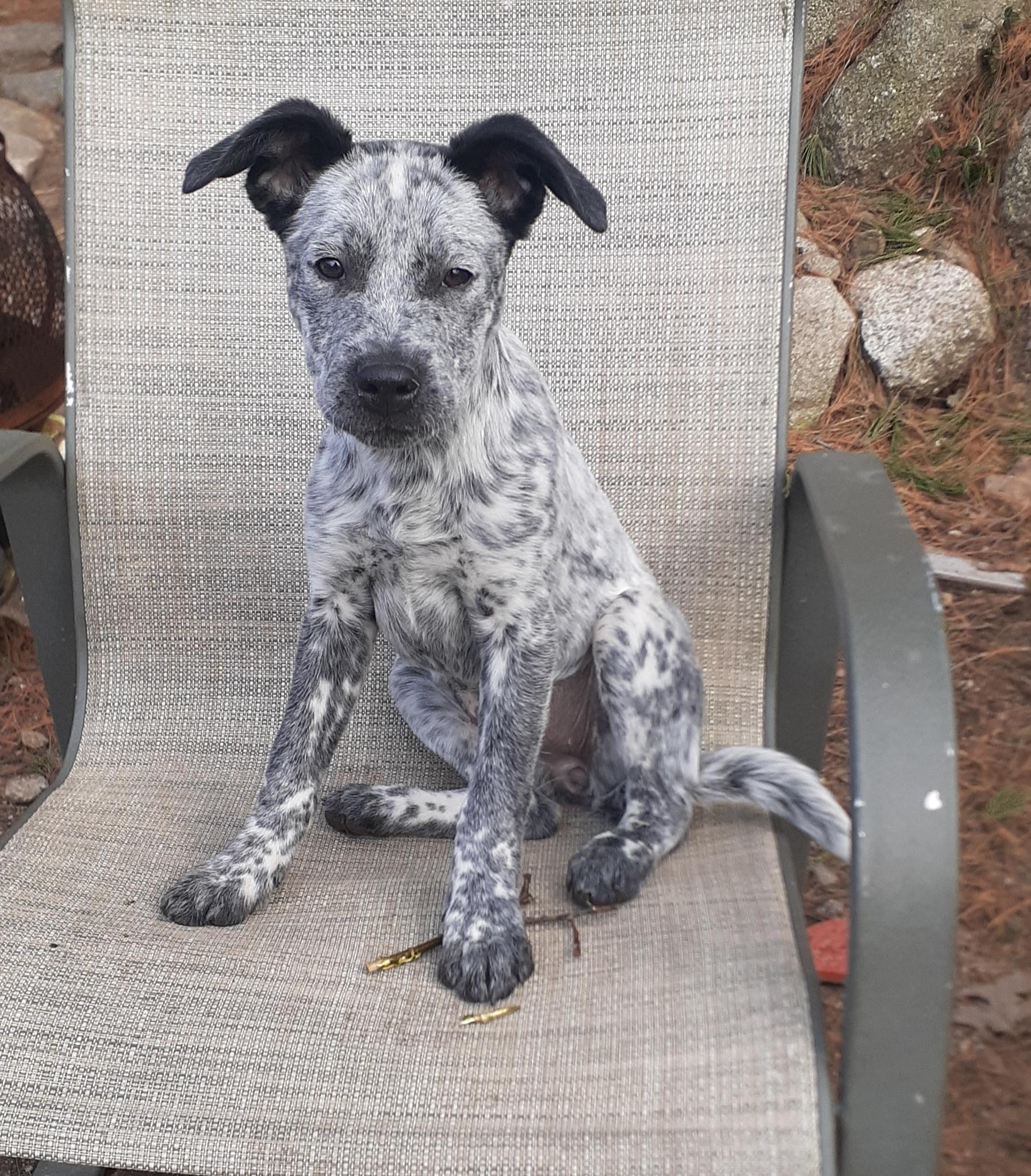 Enlarge Thyme, a ADOPTABLE mixed breed in Garden City, NY image 1/5