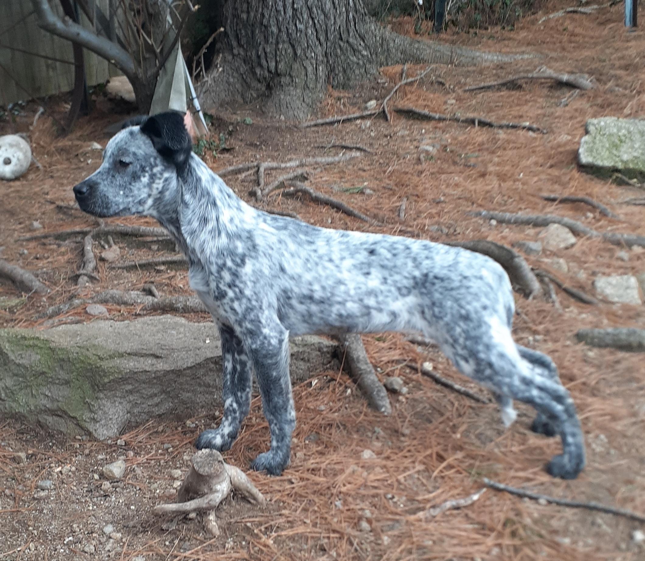 Enlarge Thyme, a ADOPTABLE mixed breed in Garden City, NY image 4/5