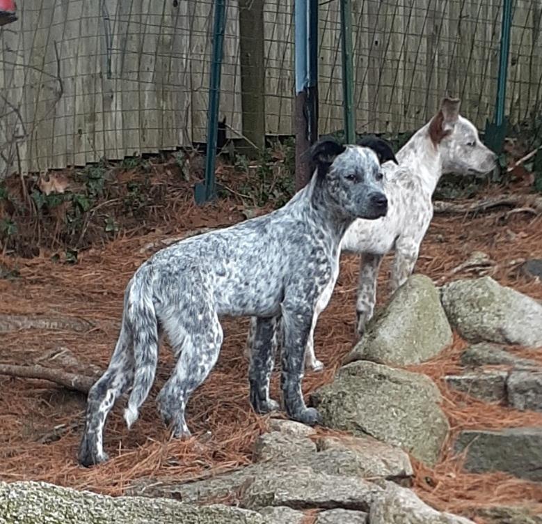 Enlarge Thyme, a ADOPTABLE mixed breed in Garden City, NY image 3/5