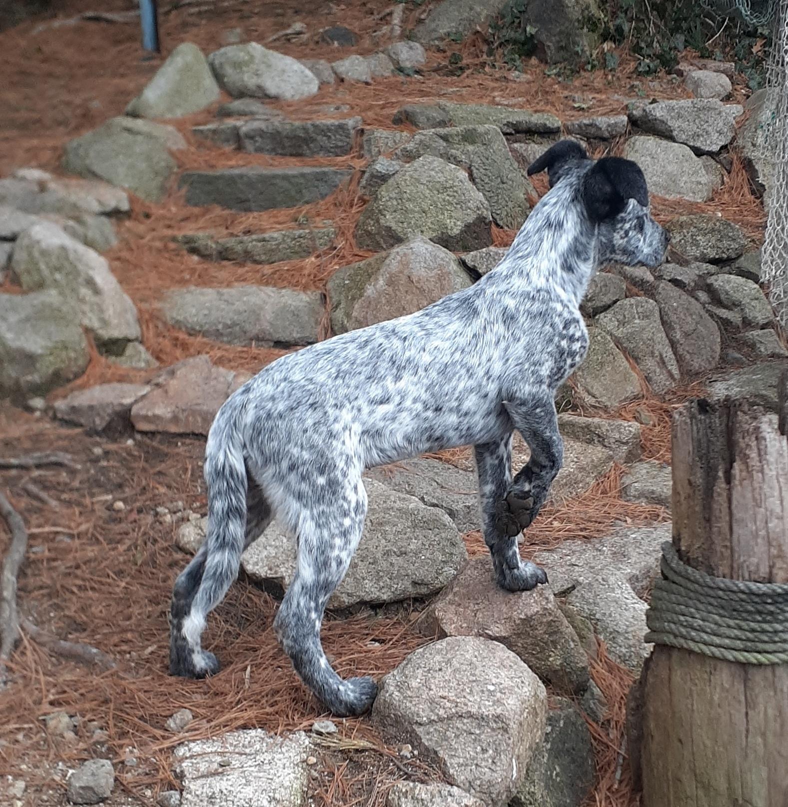 Enlarge Thyme, a ADOPTABLE mixed breed in Garden City, NY image 5/5