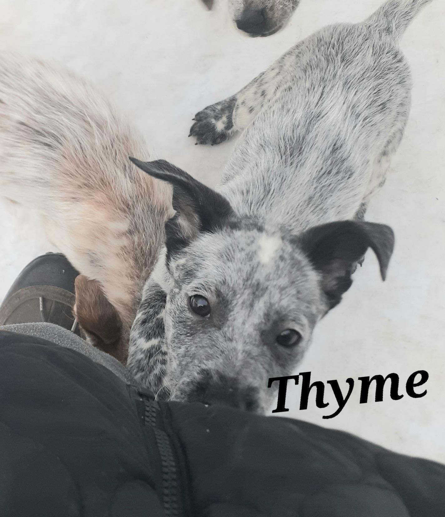 Thyme, ADOPTABLE, Puppy Female Australian Cattle Dog / Blue Heeler.