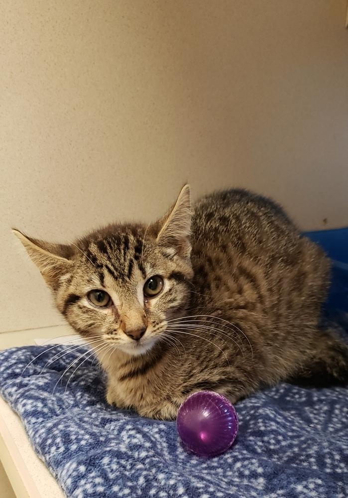 Penny, a Adoptable Domestic Short Hair in Mansfield, OH image 3/3