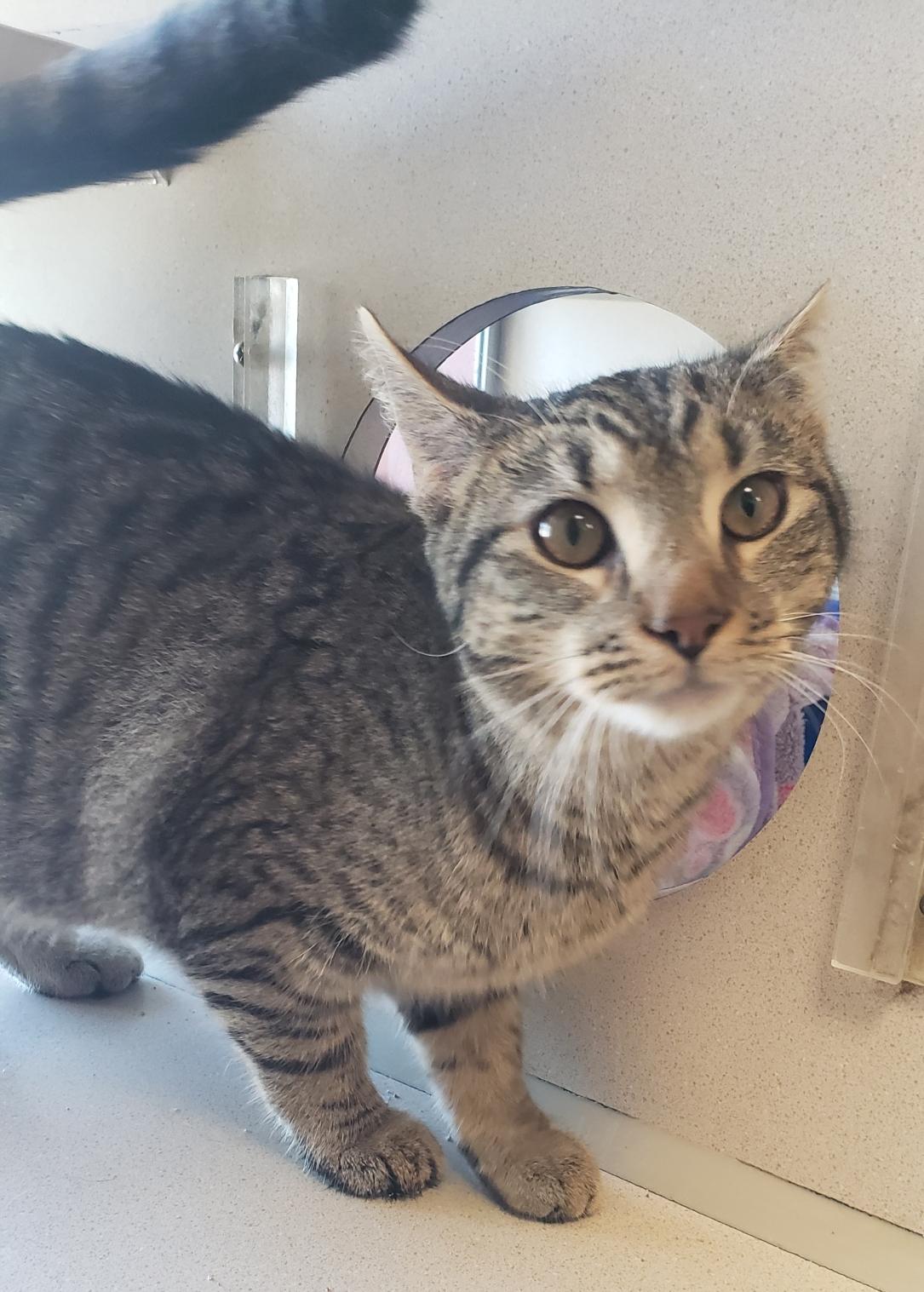 Penny, a Adoptable Domestic Short Hair in Mansfield, OH image 2/3