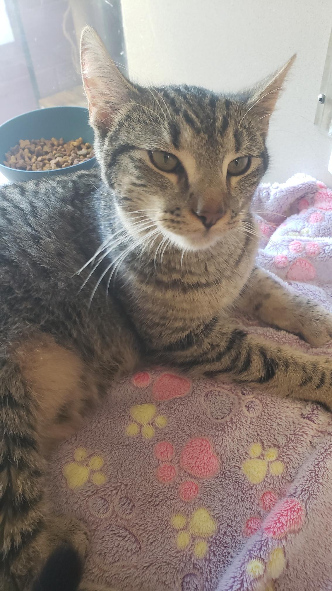 Penny, a Adoptable Domestic Short Hair in Mansfield, OH image 1/3