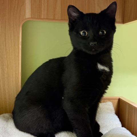 Charlotte, Adoptable, Kitten Female Domestic Short Hair.