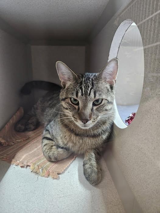 Enlarge Spenser, an adoptable Tabby in Quincy, CA image 1/1