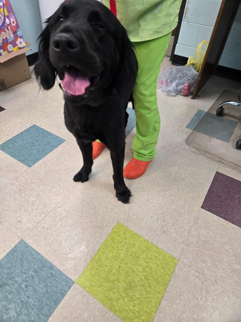General, Adoptable, Young Male Mixed Breed.