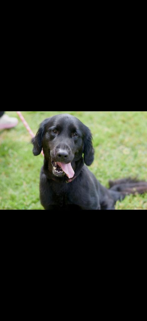 Enlarge General, a Adoptable mixed breed in Gallatin, TN image 2/2