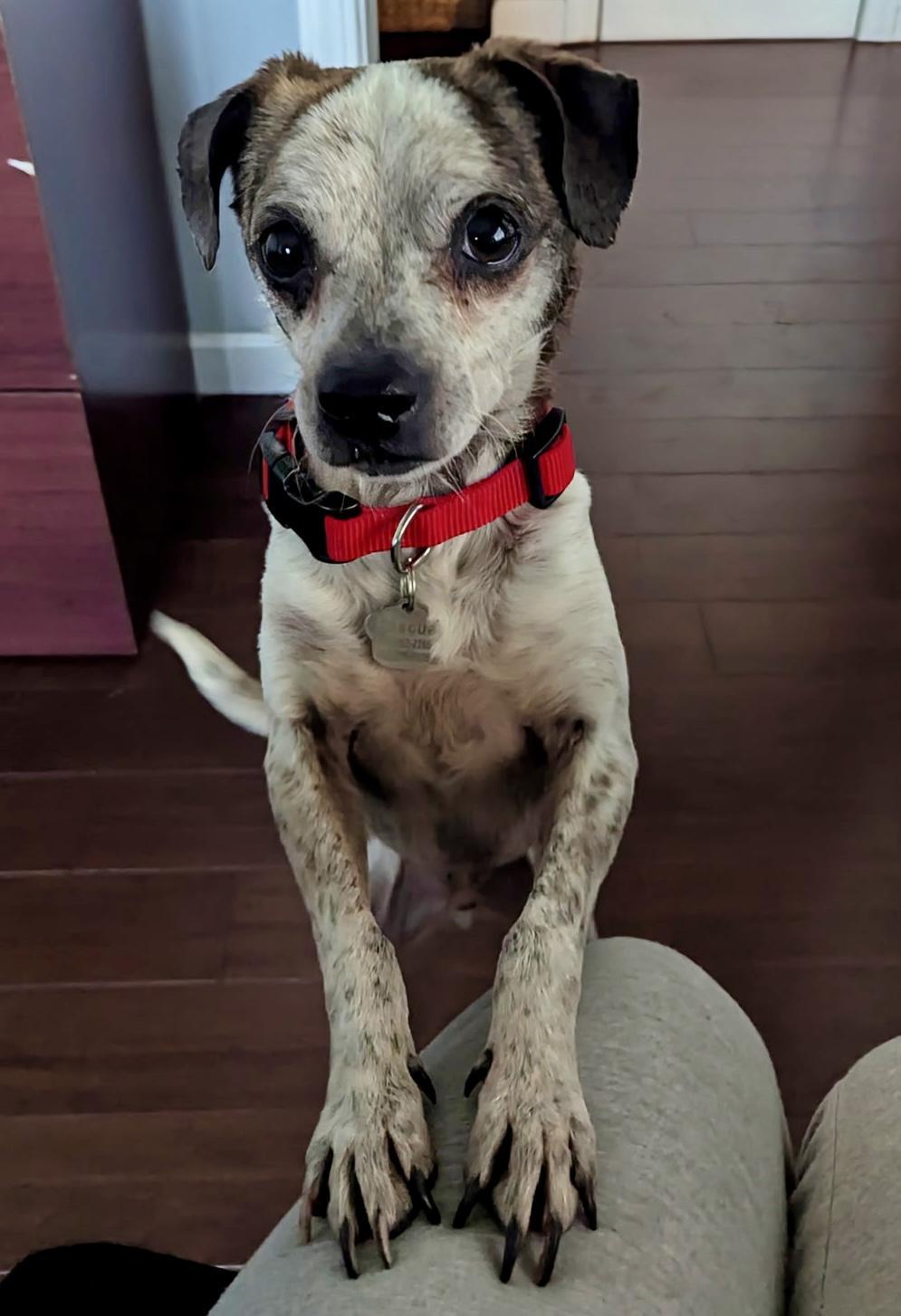 Enlarge MOO MOO, an adopted mixed breed in San Jose, CA image 1/3