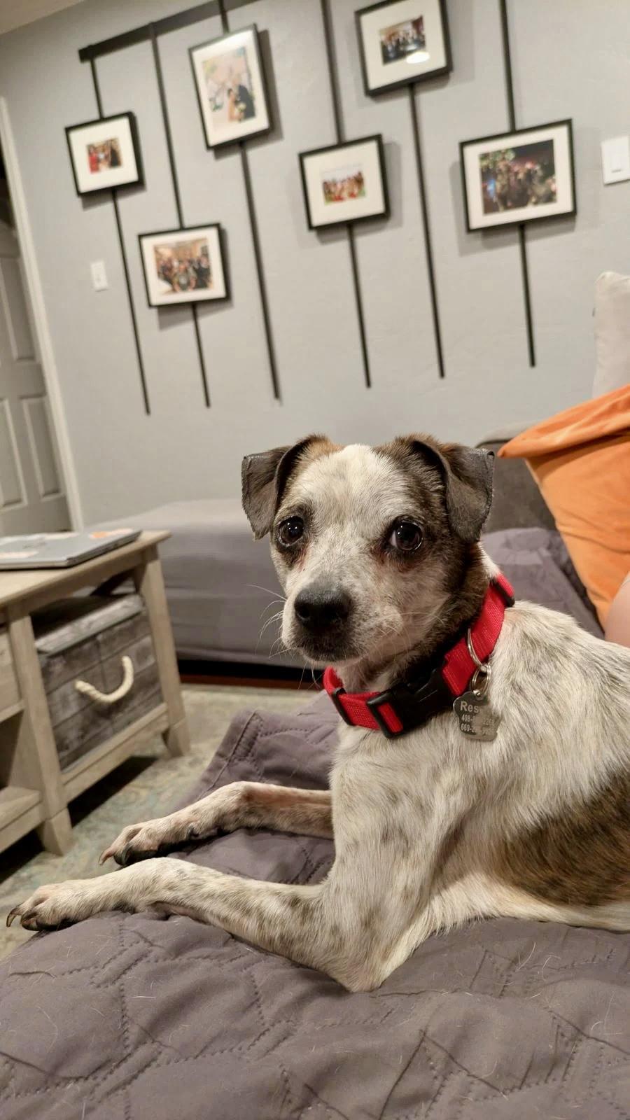 Enlarge MOO MOO, an adopted mixed breed in San Jose, CA image 2/3