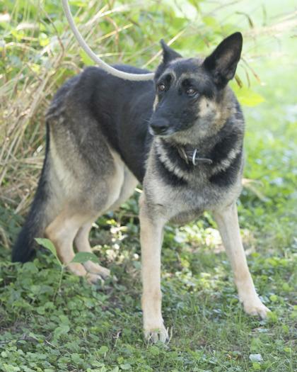 Enlarge Goose, a Adoptable mixed breed in Bedford, IN image 1/1