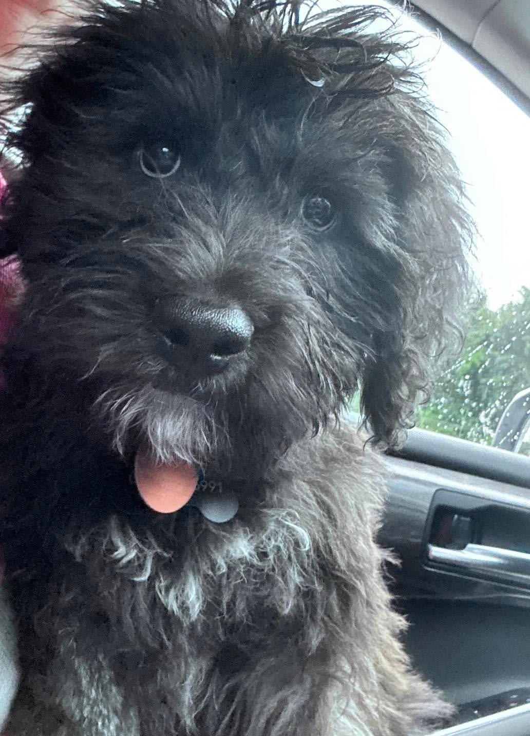 Kyro, Adopted, Puppy Male Golden Retriever & Standard Poodle.