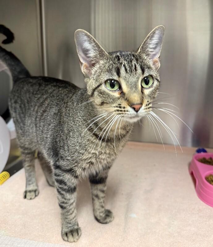 Darla, Adoptable, Adult Female Domestic Short Hair.