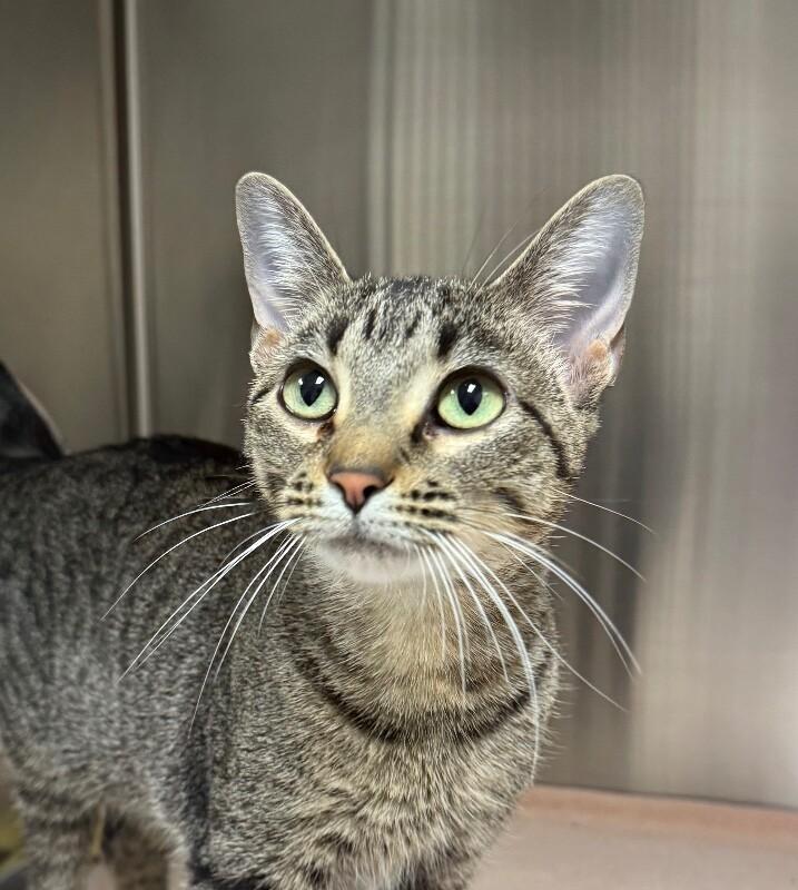 Enlarge Darla, a Adoptable Domestic Short Hair in Yankton, SD image 2/2