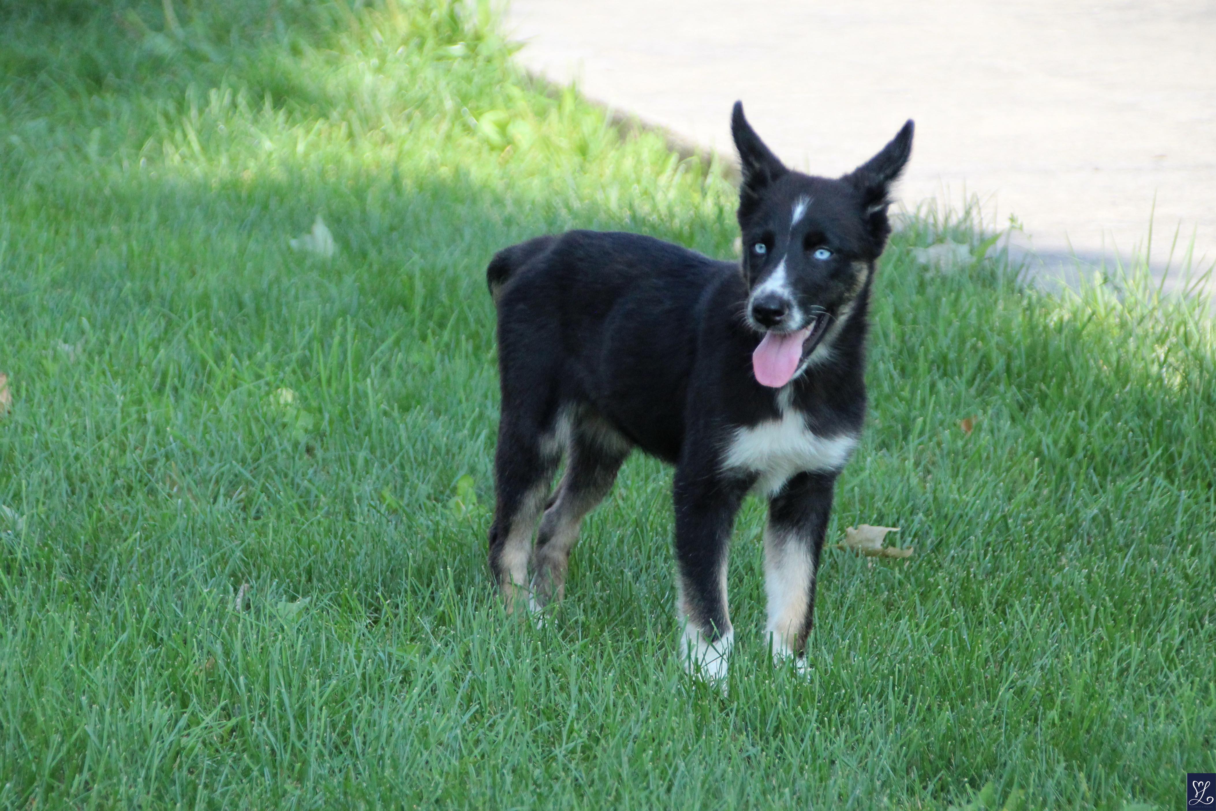 Bluey, an adopted mixed breed in Walworth, NY image 1/6