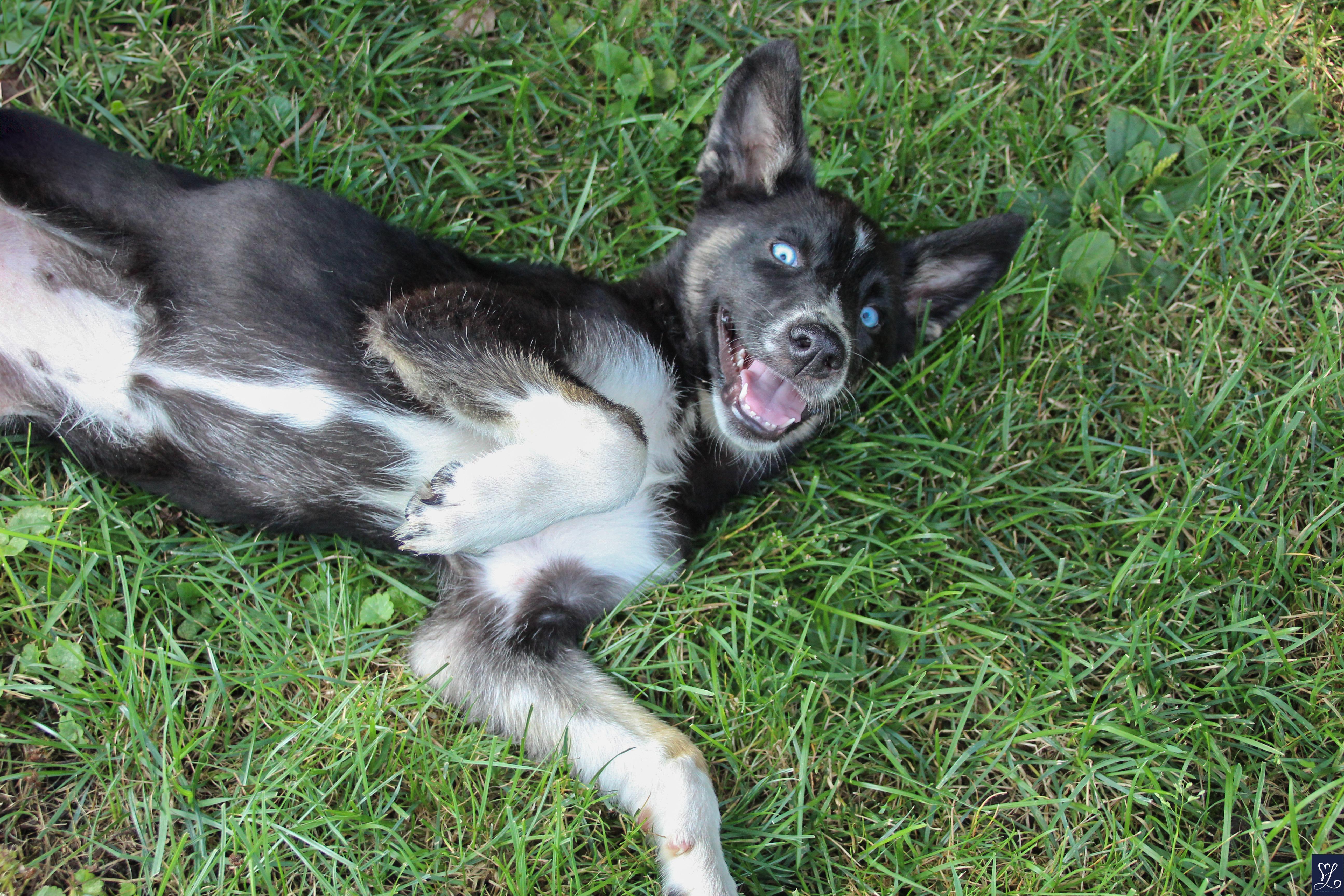 Bluey, an adopted mixed breed in Walworth, NY image 2/6