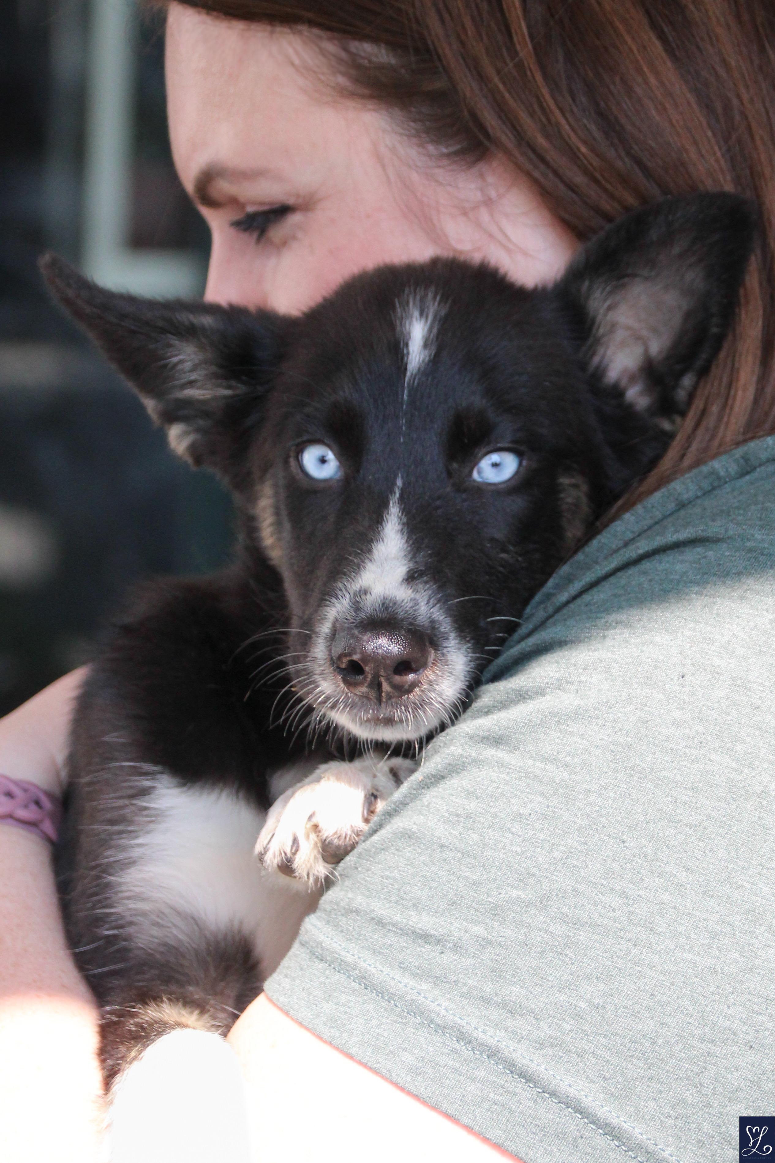 Bluey, an adopted mixed breed in Walworth, NY image 4/6