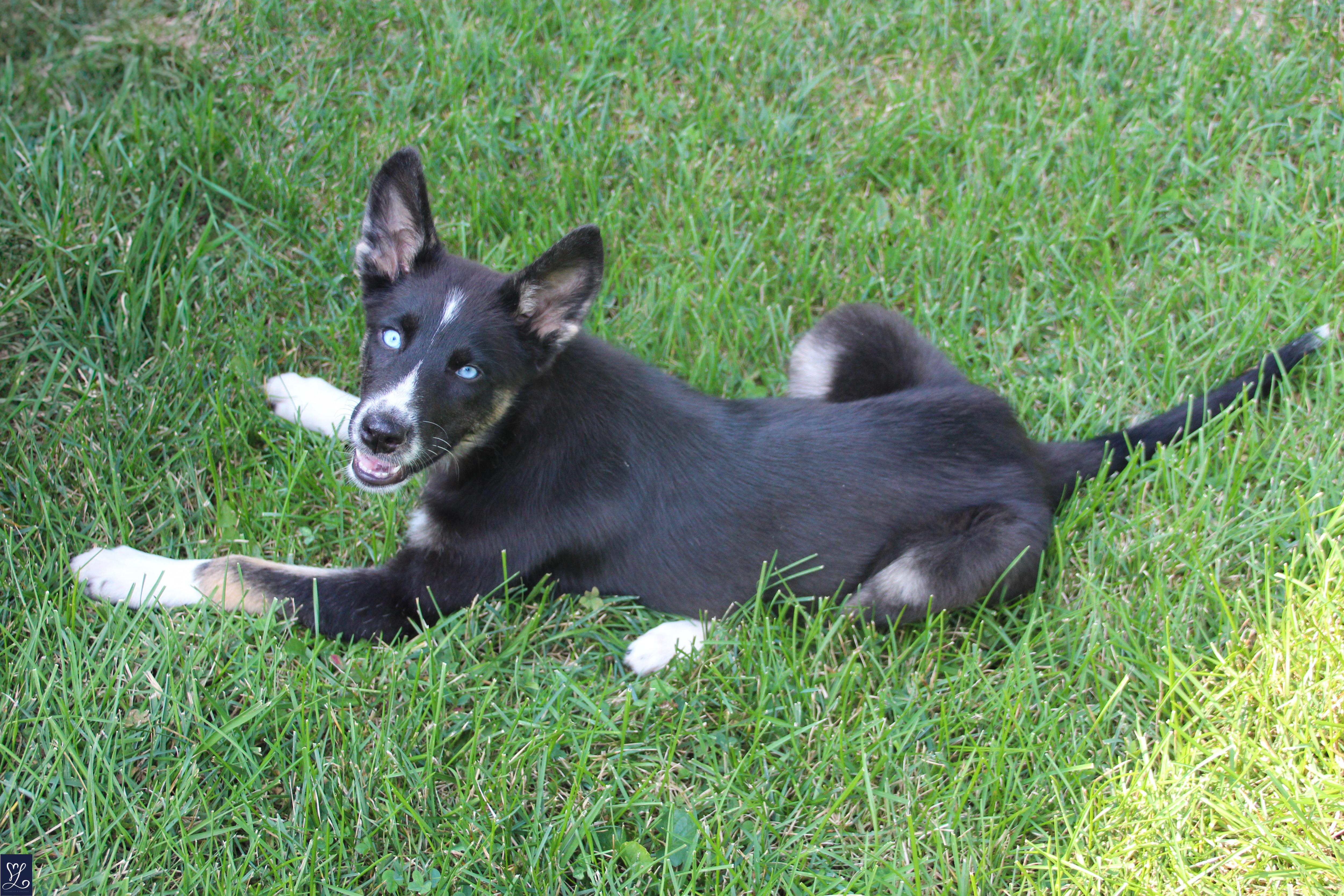 Bluey, an adopted mixed breed in Walworth, NY image 6/6