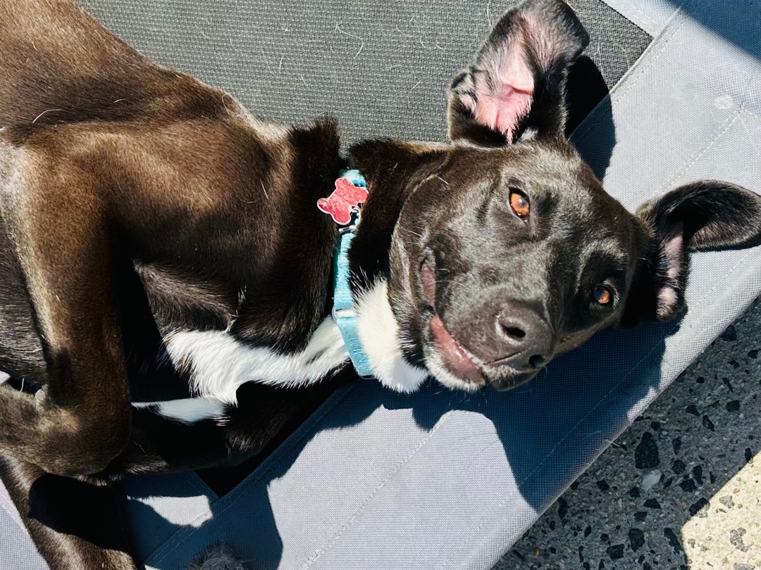 Enlarge KENICKIE, a Adoptable mixed breed in Fresh Meadows, NY image 1/6