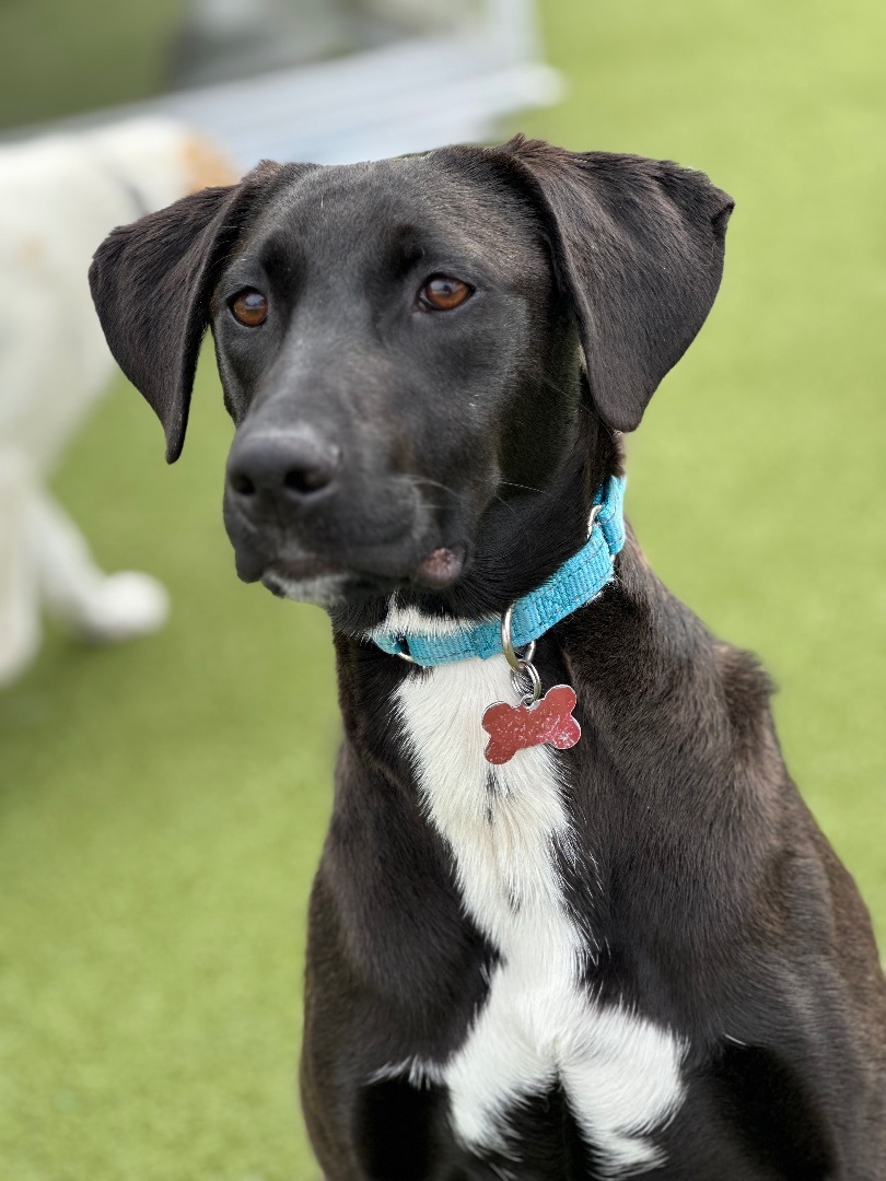 Enlarge KENICKIE, a Adoptable mixed breed in Fresh Meadows, NY image 2/6