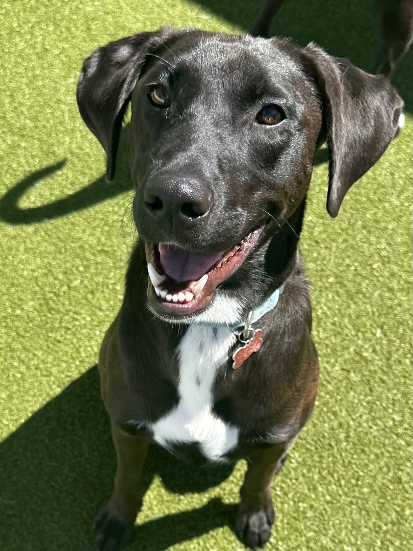 Enlarge KENICKIE, a Adoptable mixed breed in Fresh Meadows, NY image 3/6
