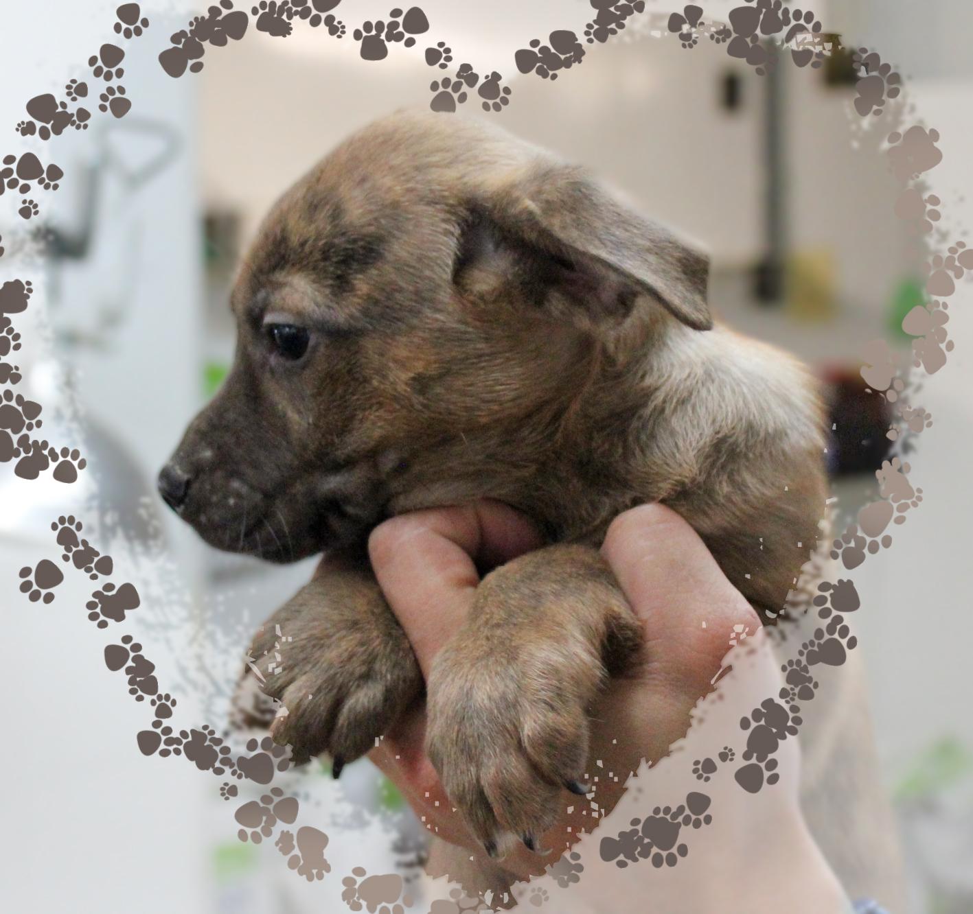 Harold, a Adoptable Mixed Breed in Amelia, OH image 1/2