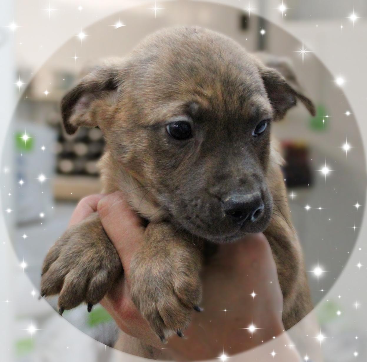 Harold, a Adoptable Mixed Breed in Amelia, OH image 2/2