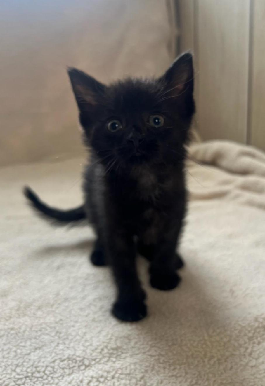 Enlarge Payton, a Adoptable Domestic Short Hair in Greensburg, PA image 3/4