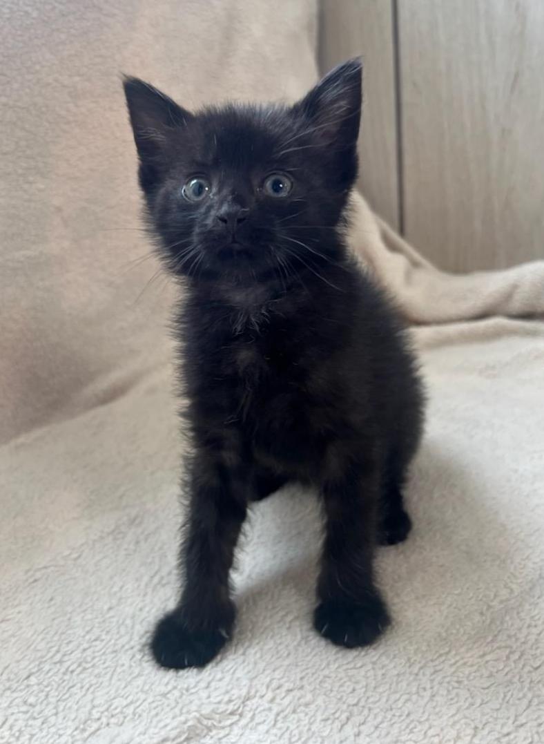 Enlarge Payton, a Adoptable Domestic Short Hair in Greensburg, PA image 4/4