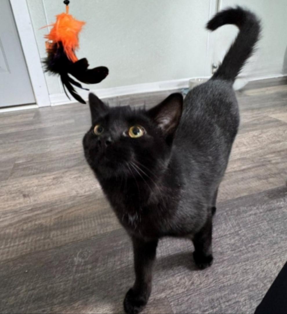 Enlarge Payton, a Adoptable Domestic Short Hair in Greensburg, PA image 4/5