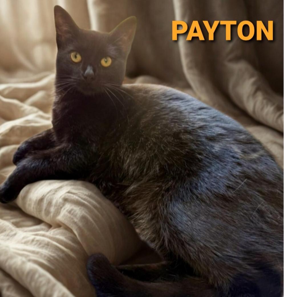 Payton, Adoptable, Young Female Domestic Short Hair.