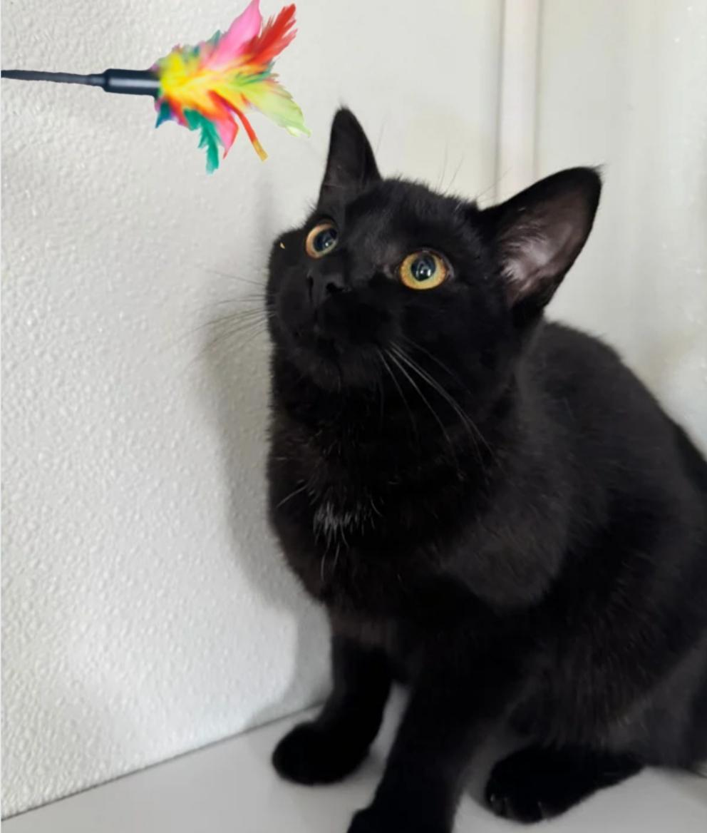 Enlarge Payton, a Adoptable Domestic Short Hair in Greensburg, PA image 3/5