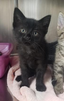 Enlarge Payton, a Adoptable Domestic Short Hair in Greensburg, PA image 2/4