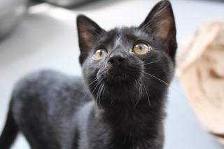 Payton, Adoptable, Young Female Domestic Short Hair.