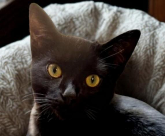 Enlarge Payton, a Adoptable Domestic Short Hair in Greensburg, PA image 2/5