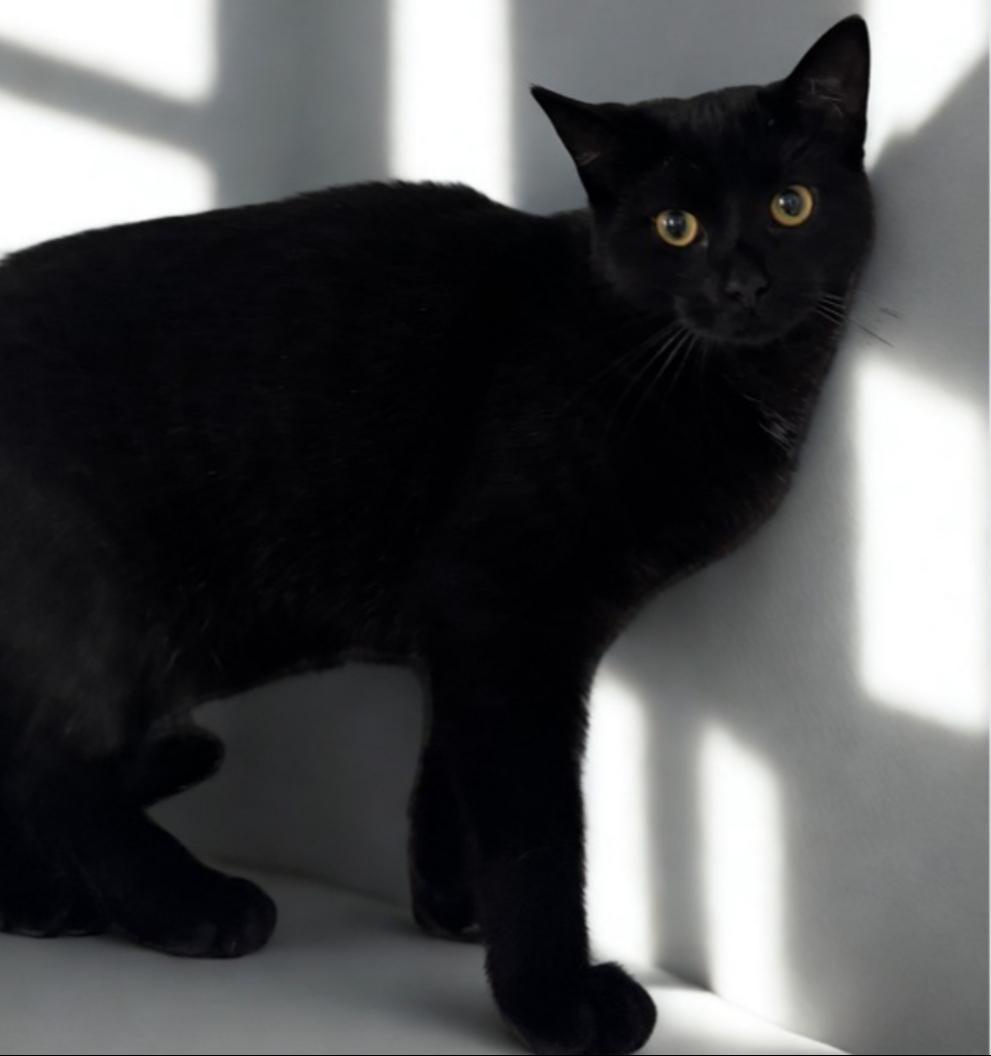 Enlarge Payton, a Adoptable Domestic Short Hair in Greensburg, PA image 5/5