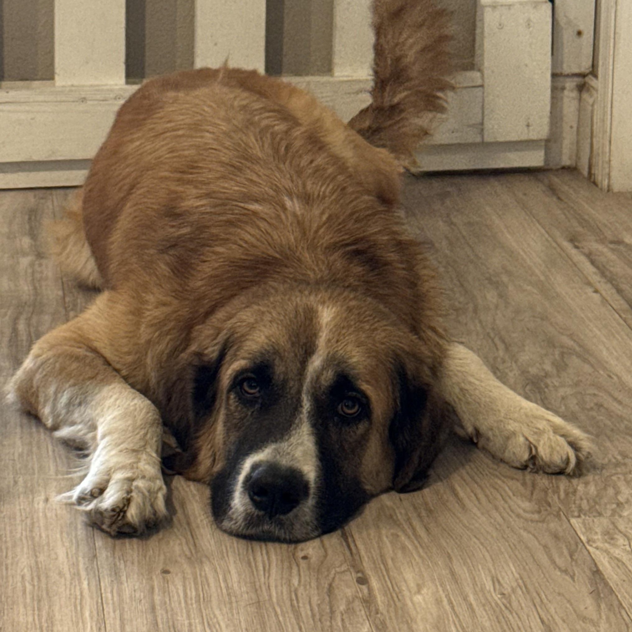 Enlarge Pearl, a Adopted mixed breed in Toledo, OH image 6/6