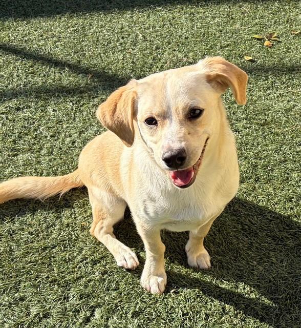 POP TART, Adoptable, Young Male Chihuahua & Mixed Breed.