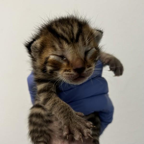 Simba, Adoptable, Young Male Domestic Short Hair.
